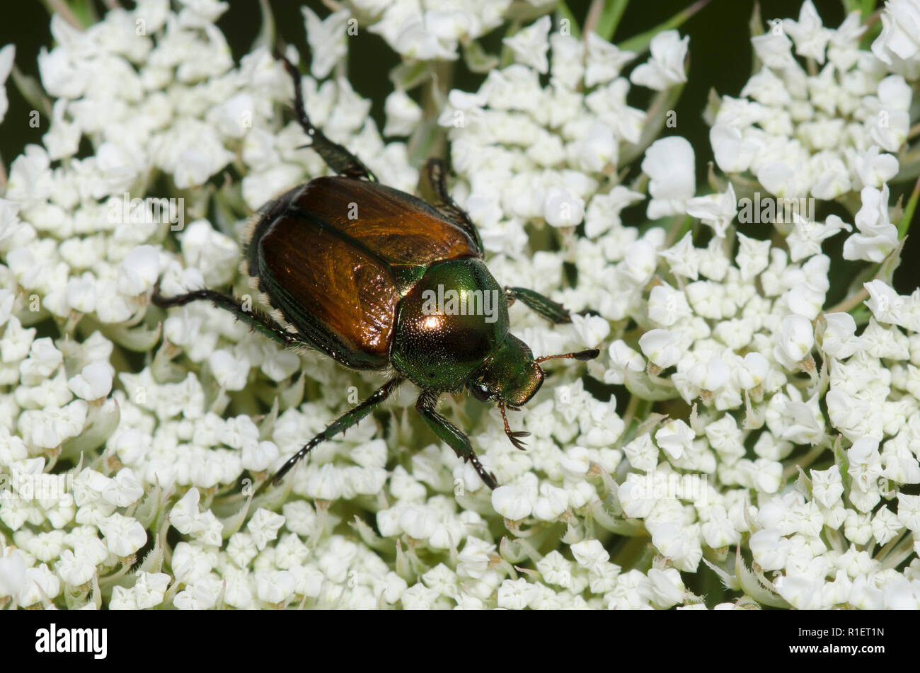 Japanische Käfer, Popillia japonica Stockfoto