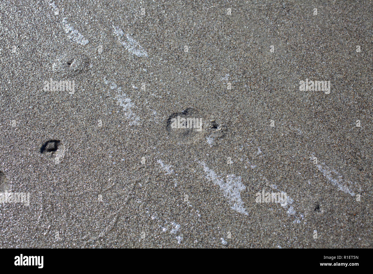 Die Erkundung einer lokalen Strand An einem schönen Frühlingsmorgen. Wurmlöcher im nassen Sand. Stockfoto