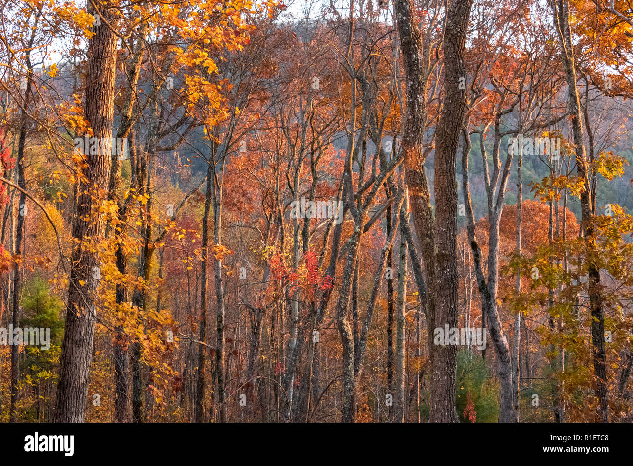 Bunte Bäume im Herbst in den Blue Ridge Mountains im Sapphire, North Carolina. (USA) Stockfoto