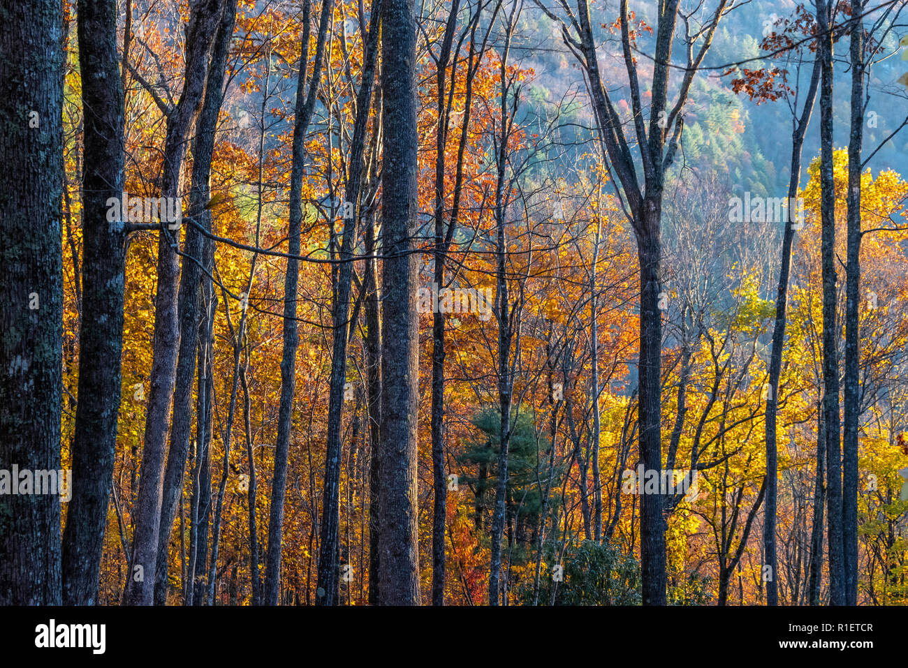 Bunte Bäume im Herbst bei Sonnenaufgang in den Blue Ridge Mountains im Sapphire, North Carolina. (USA) Stockfoto
