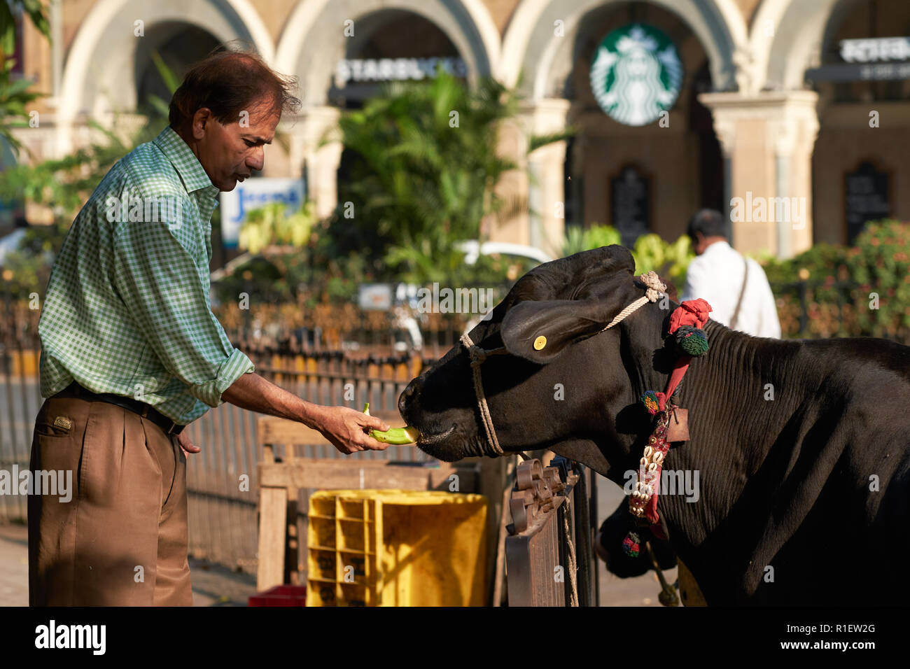 Hinduistische Kuh Stockfotos Und Bilder Kaufen Alamy