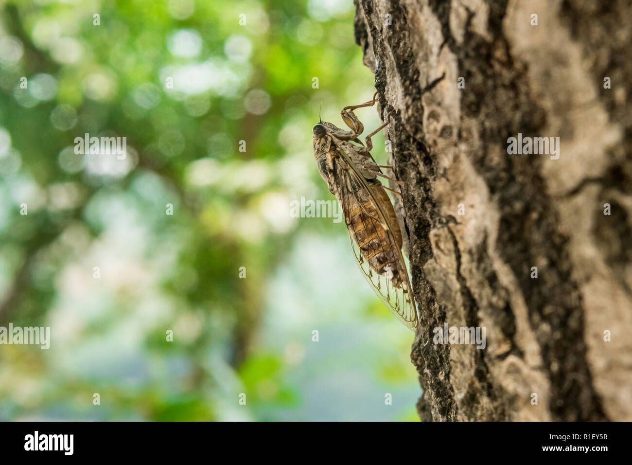 Große braune Zikade Klettern im Obergeschoss neben dem Baum. Stockfoto