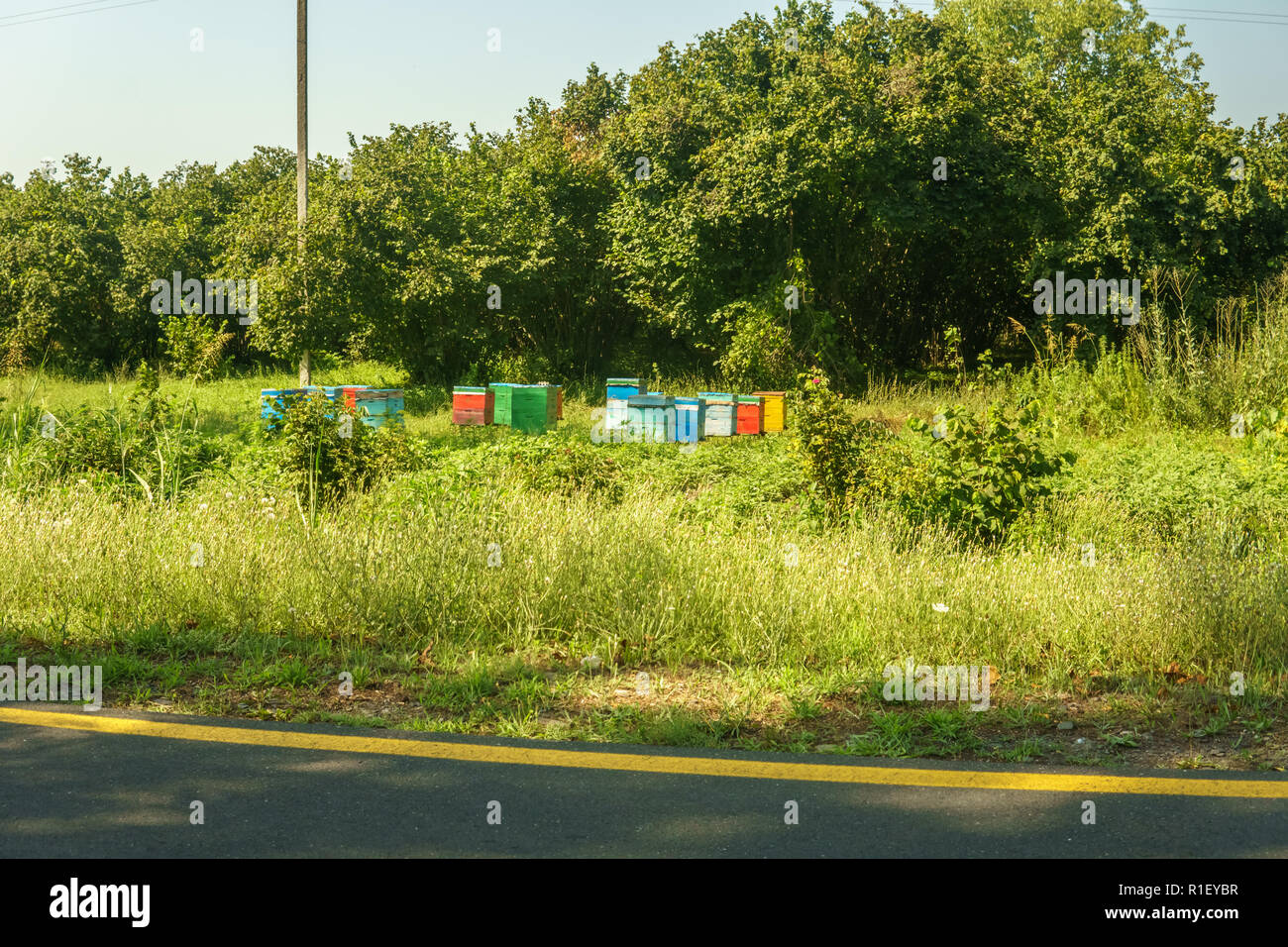 Bienenvölker in den Feldern und grünen Bäumen im Hintergrund. Stockfoto