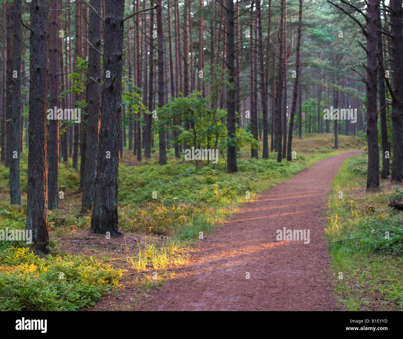 Der idyllische Waldweg am Morgen Stockfoto