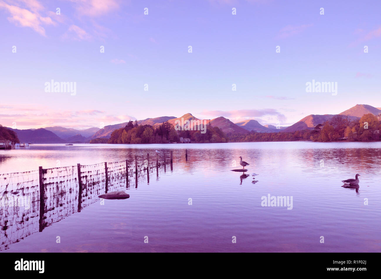 Einen schönen Sonnenaufgang an Derwentwater in Richtung Derwent Isle und Catbells, Lake District, England, UK suchen Stockfoto