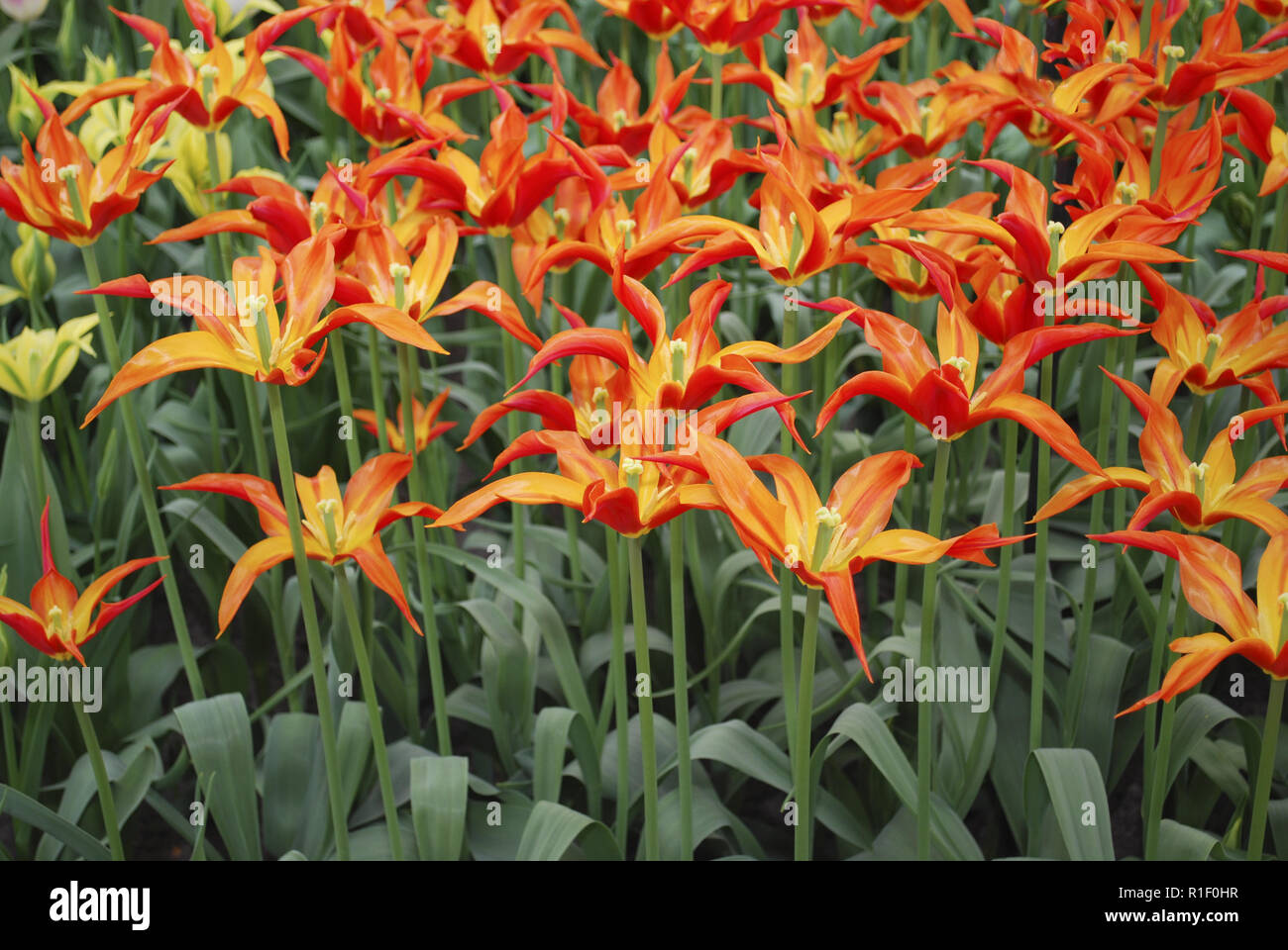 Tulipa Orange Star im Beet gewachsen. Frühling in den Niederlanden. Stockfoto