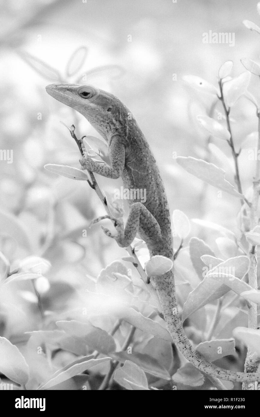 Eine schwarze und weiße Infrarot Filter eines Carolina anole Festhalten an einem Zweig an der Spitze eines Bush an Yates Mühle County Park in Raleigh, North Carolina. Stockfoto