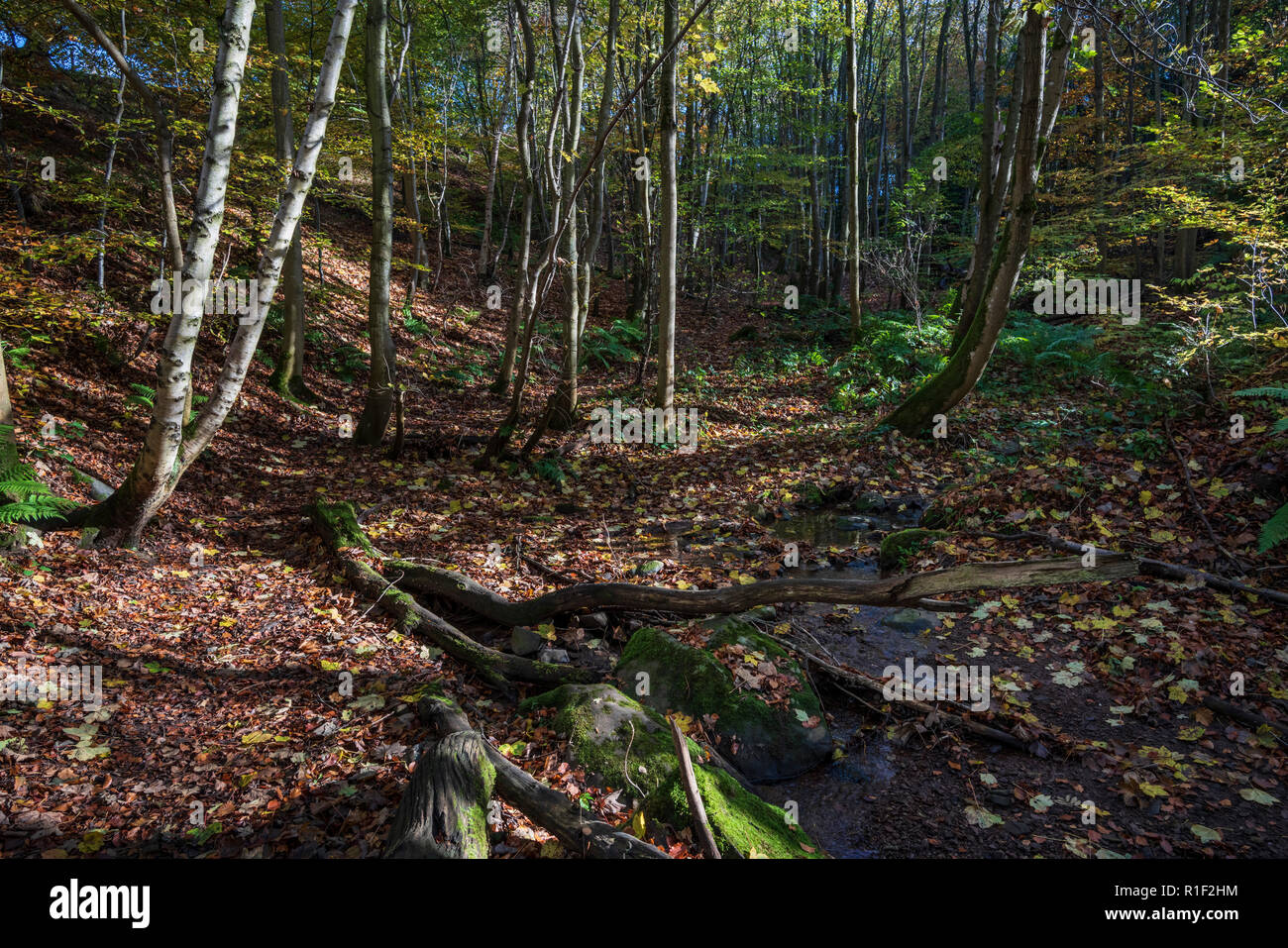 Privat braodleaf Woodland besessen, mit öffentlichen und offenen Zugang, Towerburn Holz Jedburgh Scottish Borders. Stockfoto