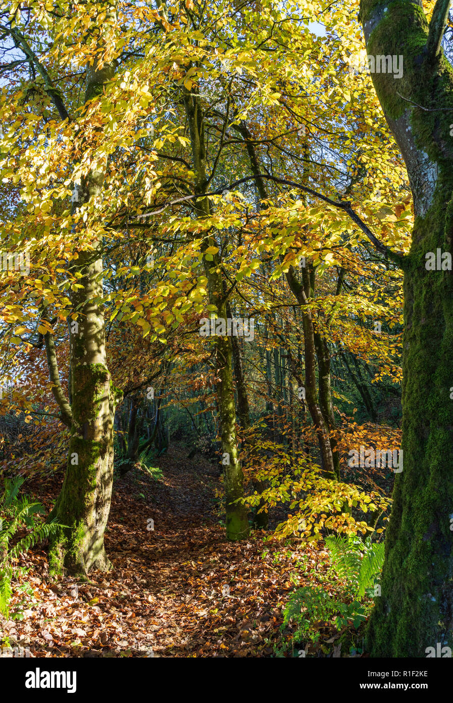 Privat braodleaf Woodland besessen, mit öffentlichen und offenen Zugang, Towerburn Holz Jedburgh Scottish Borders. Stockfoto
