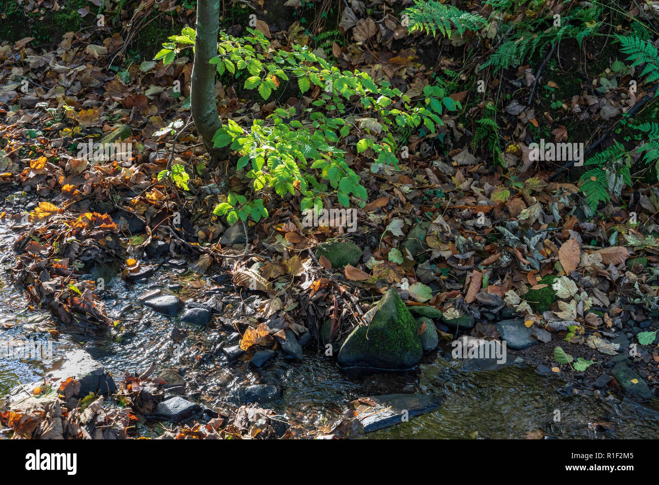 Privat braodleaf Woodland besessen, mit öffentlichen und offenen Zugang, Towerburn Holz Jedburgh Scottish Borders. Stockfoto