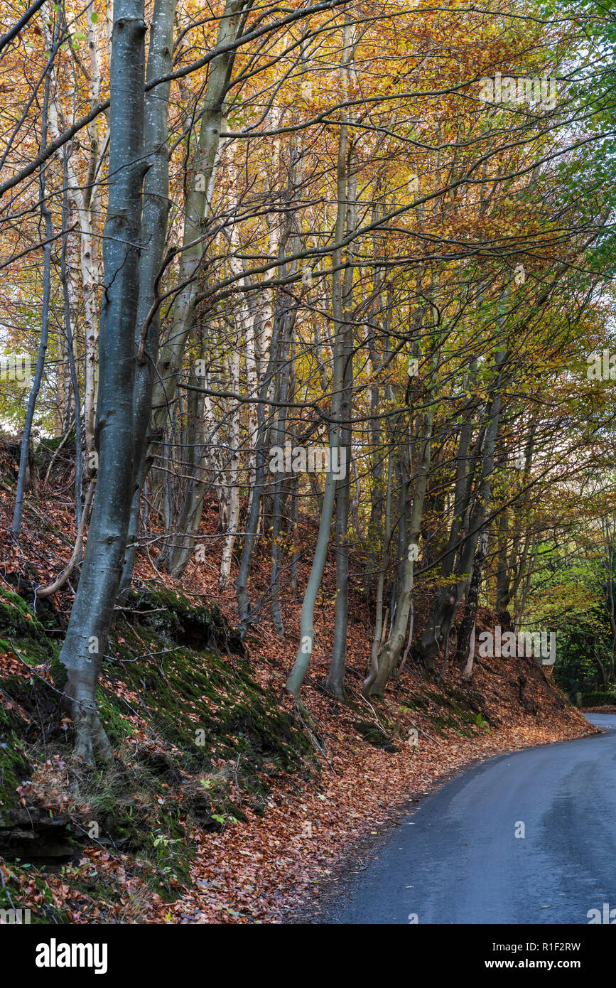 Privat braodleaf Woodland besessen, mit öffentlichen und offenen Zugang, Towerburn Holz Jedburgh Scottish Borders. Stockfoto