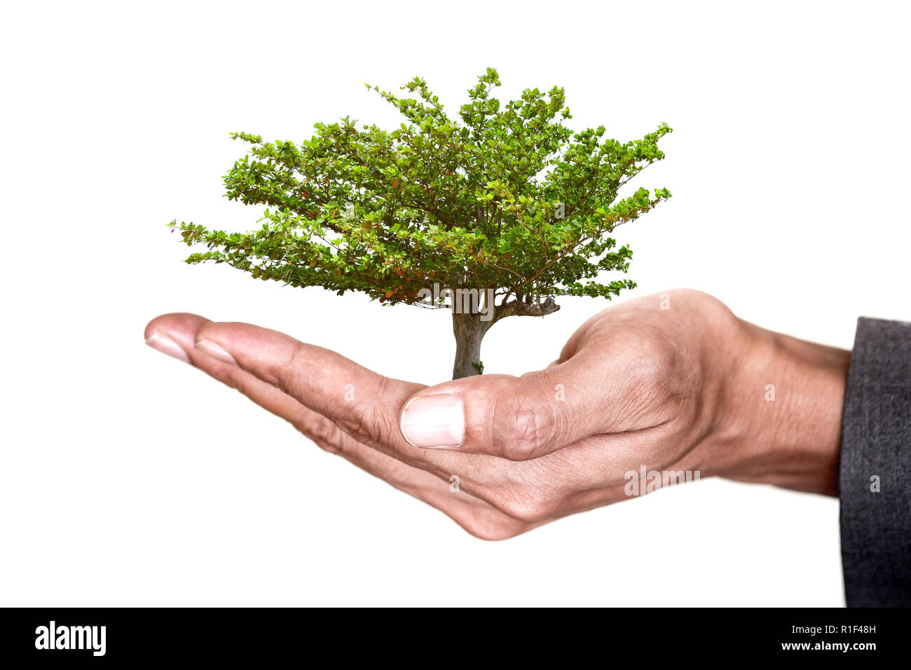 Geschäftsmann holding Beach almond tree in der Hand, die für Natur und Umwelt Pflege und zusammen mit der menschlichen Zivilisation Konzept entwickelt. Stockfoto