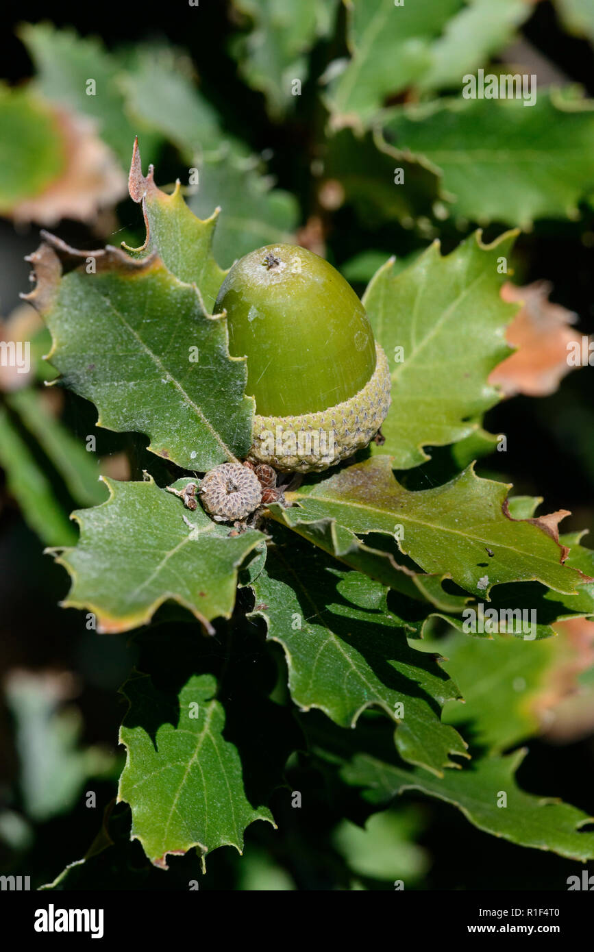 Eiche (Quercus Lusitanica), Acorn Stockfoto