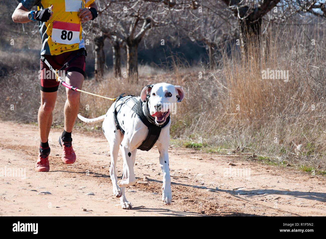 Hund und Mensch, die an einer beliebten canicross Rennen