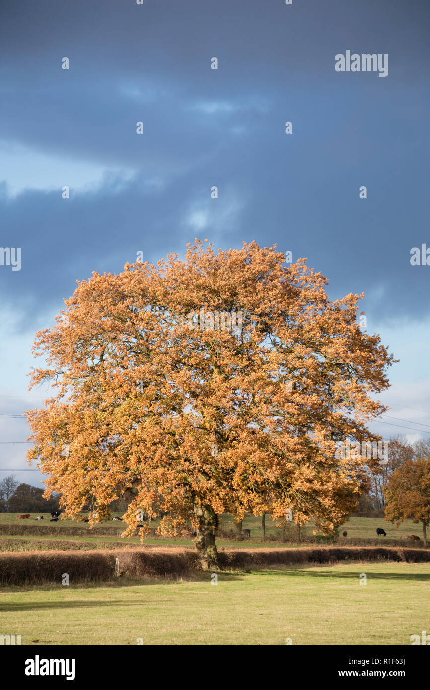 Die britische Landschaft, Eichen im Herbst Licht, England, Großbritannien Stockfoto