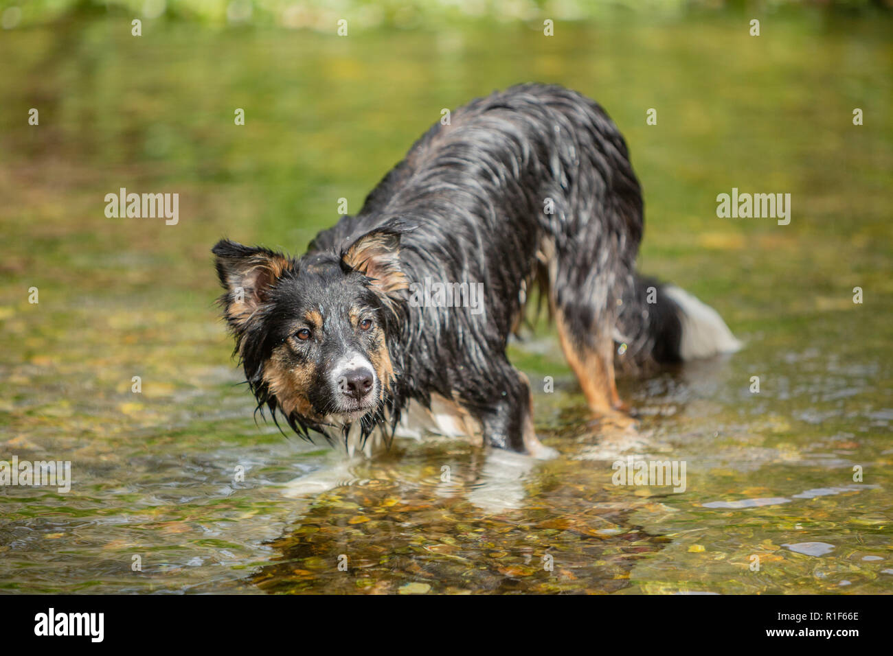 Ein männlicher Border Collie Hund, der sich in einem Fluss abkühlt Stockfoto