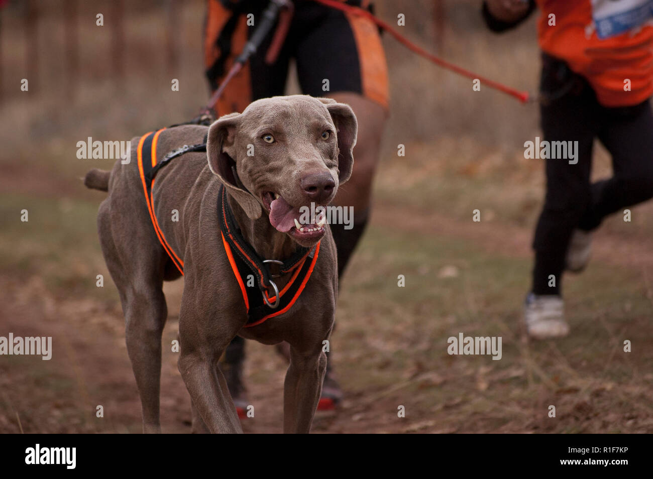 Zwei Athleten in einem canicross, der Hund hat einen Kabelbaum Stockfoto
