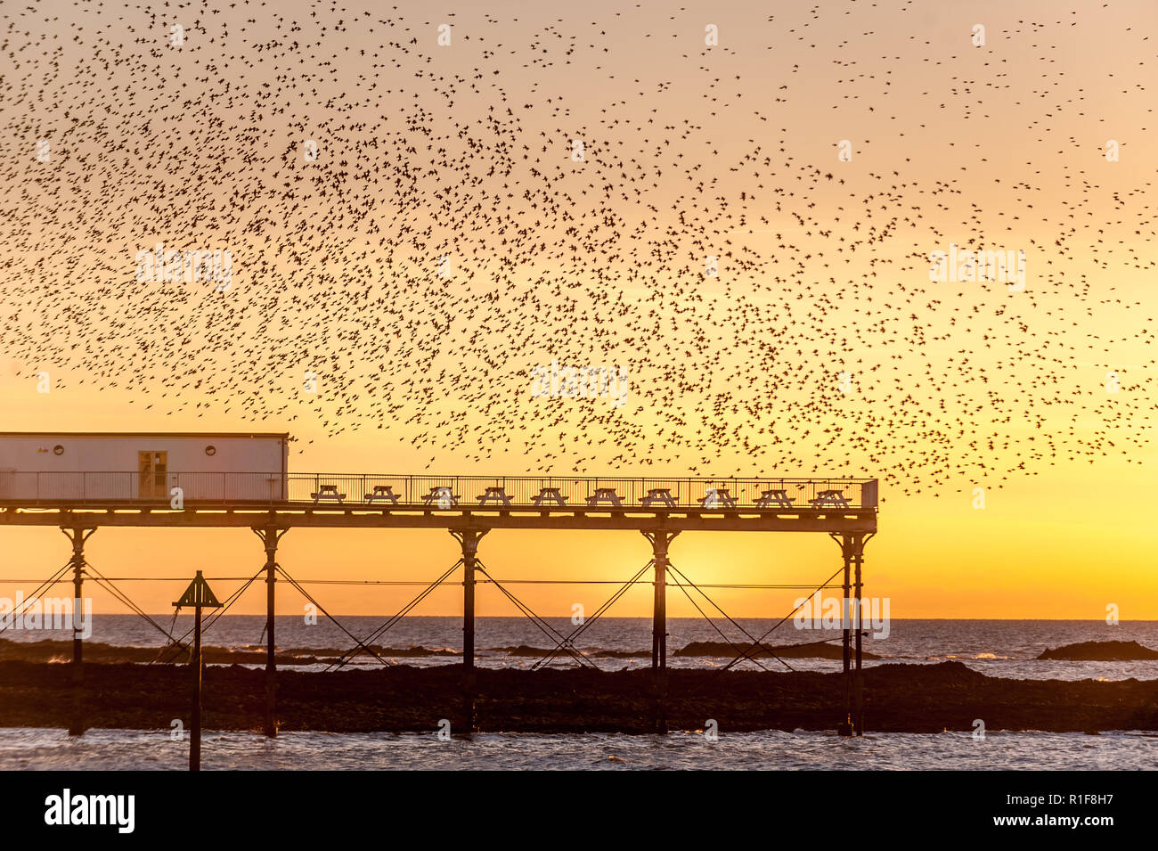 Eine murmuration von Staren an der Westküste von Wales in einer kleinen Stadt am Meer von Aberystwyth, Ceredigion. Dies ist ein allgemeiner Blick jedes Jahr wie dieses, das ich Stockfoto