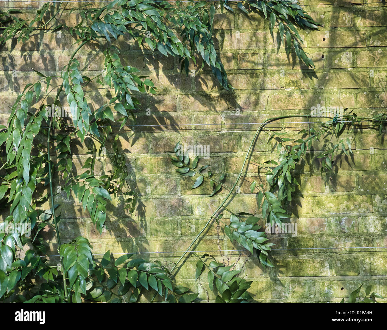 Kletterpflanzen auf einer alten Mauer mit Moos in Chelsea Physic Garden, London wachsende Stockfoto