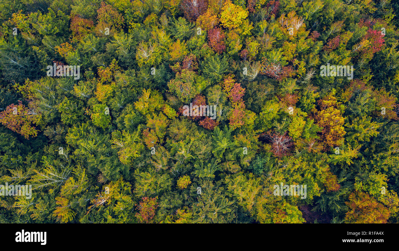 Drone Antenne vew eines bunten Wald im Herbst Tag. Stockfoto