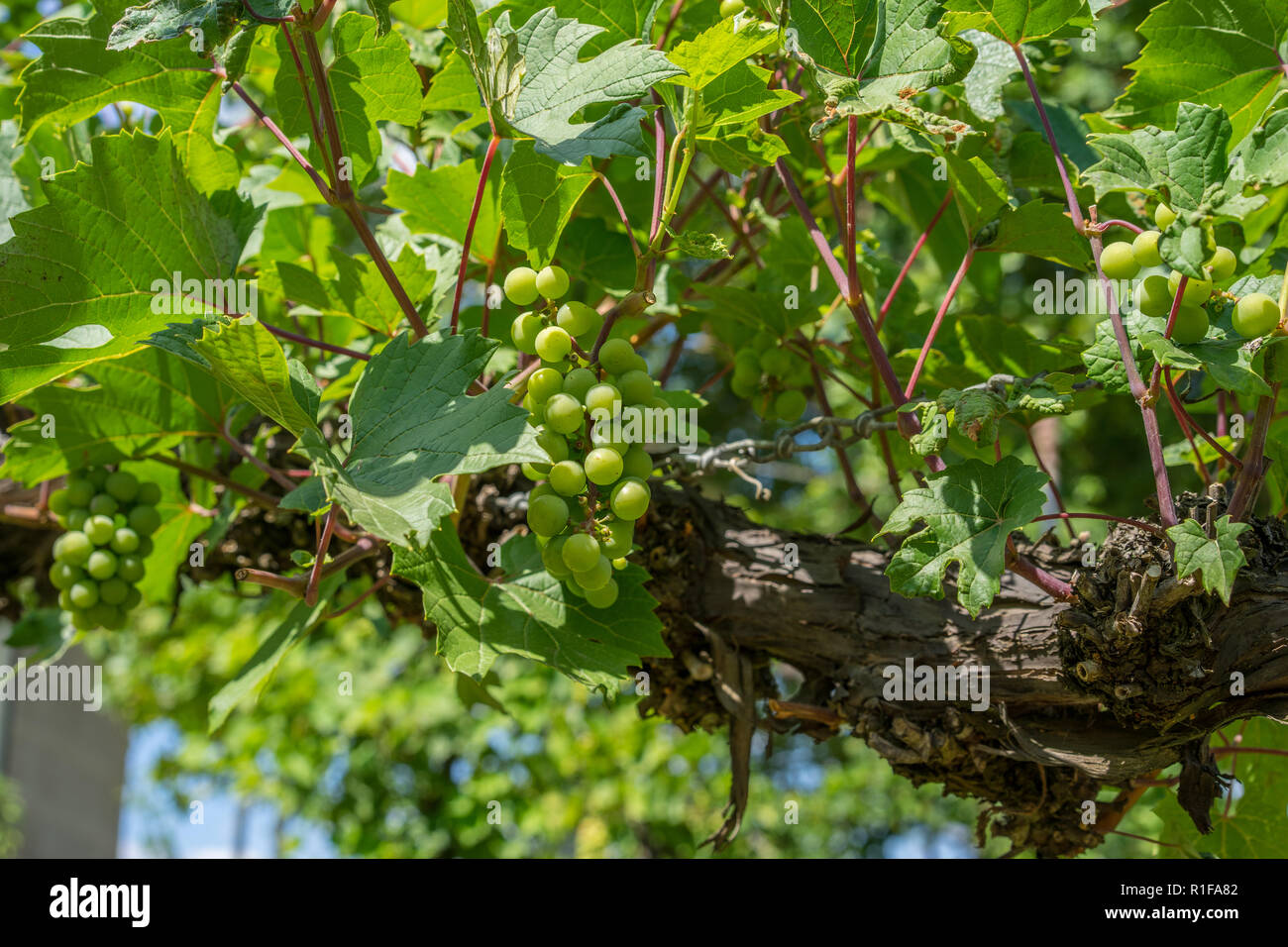 Grüne biologisch angebauten Trauben hängen von der Weinstock mit den alten Baumstämme im Sommer Stockfoto