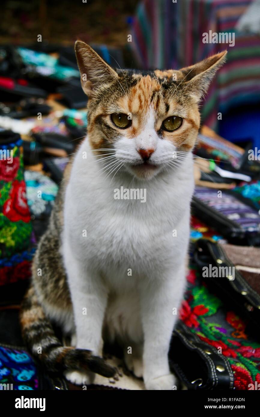 Eine Calico Katze namens auch schildpatt sitzen auf einige Taschen auf dem Markt Stockfoto