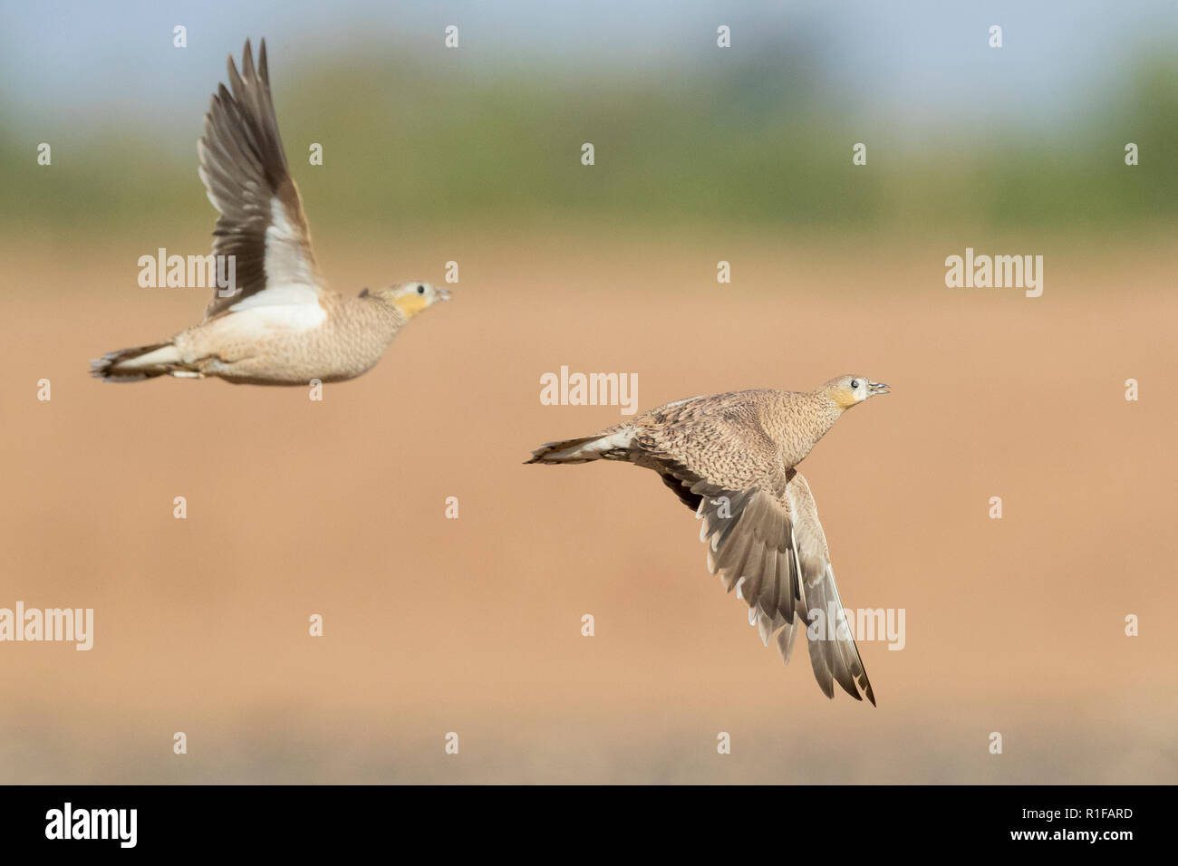 Gekrönt Sandgrouse (Pterocles coronatus), zwei Weibchen im Flug Stockfoto