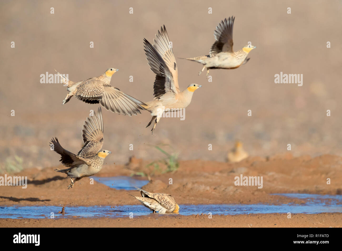 Sandgrouse (Pterocles senegallus), kleine Herde in take-off aus einem Pool trinken in Marokko gesichtet Stockfoto