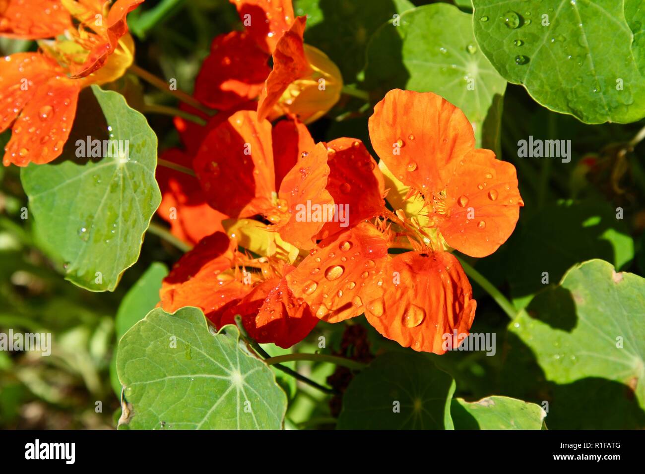 Kapuzinerkresse Blumen in den Regentropfen Nach einem Sommer Sturm abgedeckt Stockfoto