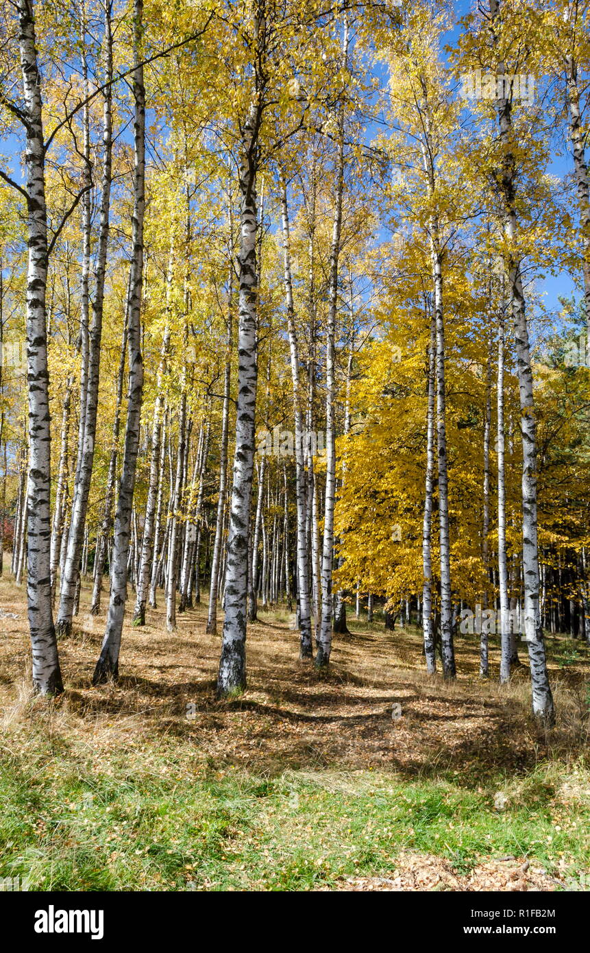 Herbstliche Birke oder Betula Wald in der bunten Berg Vitosha, Bulgariens Stockfoto