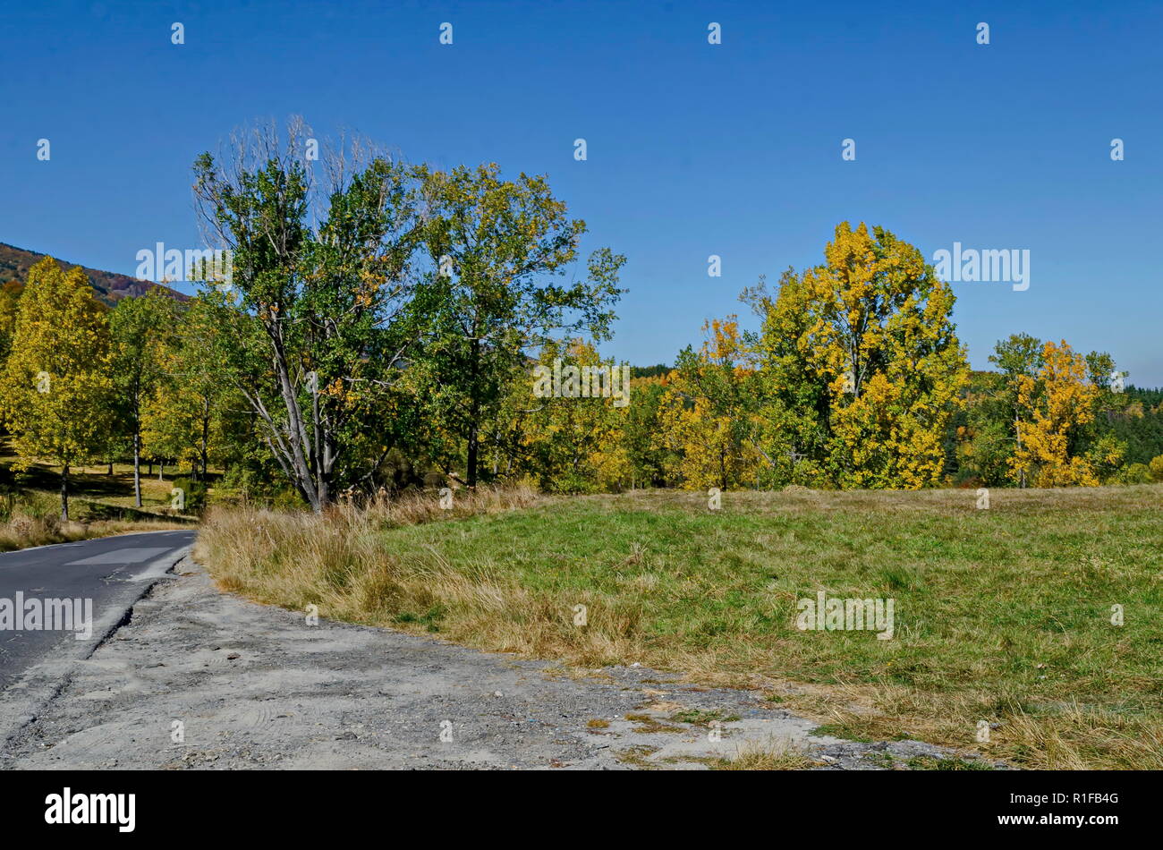 Farbenprächtige Herbstlandschaft von Straßen-, Nadel- und Laubwald mit Glade in den Vitosha Berg, Bulgarien Stockfoto