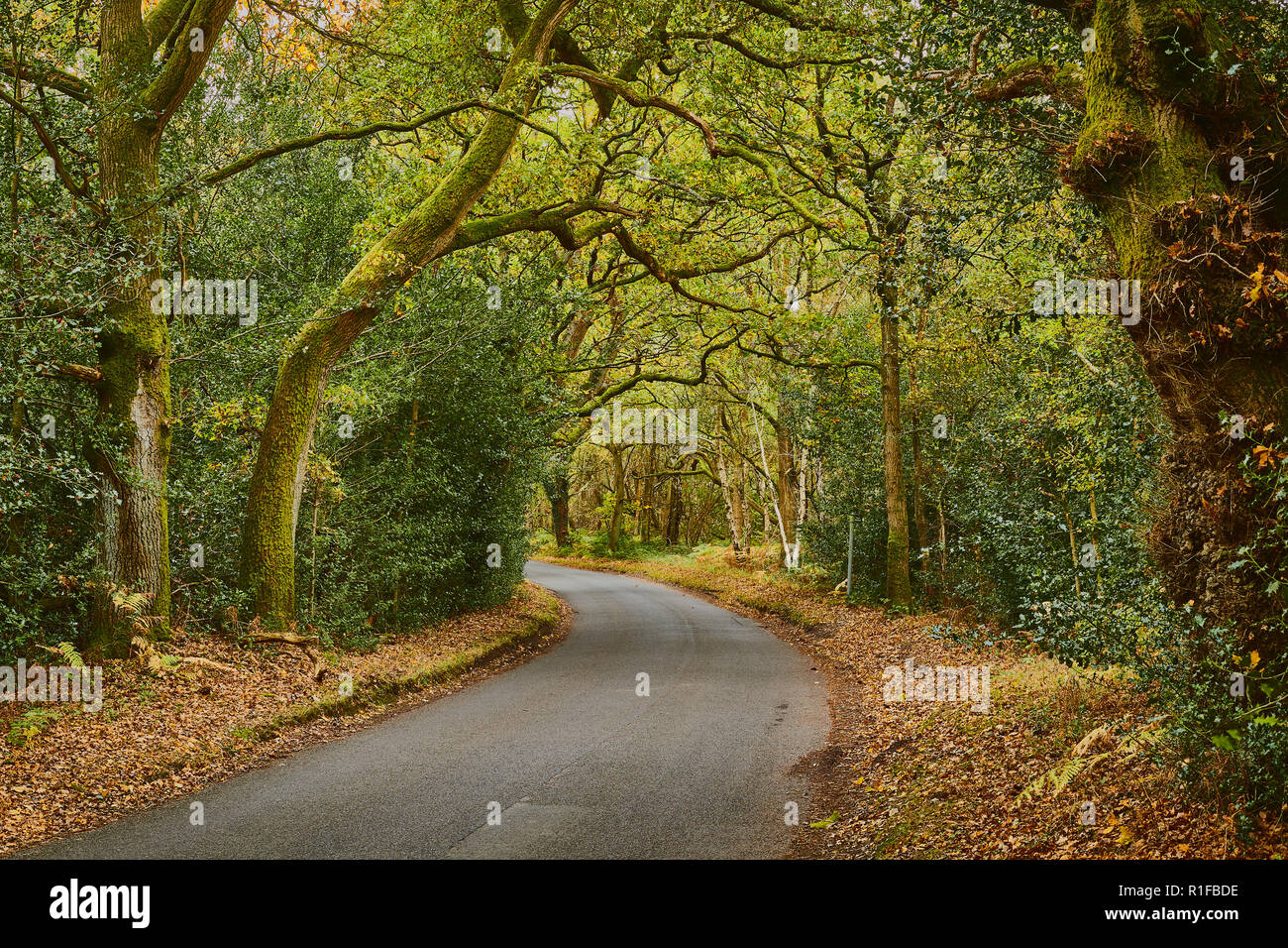 Eine ruhige Grafschaft Straße ohne Verkehr durch einen Wald auf einen Herbsttag mit Bäume und Laub auf jeder Seite der Straße, England, Großbritannien Stockfoto