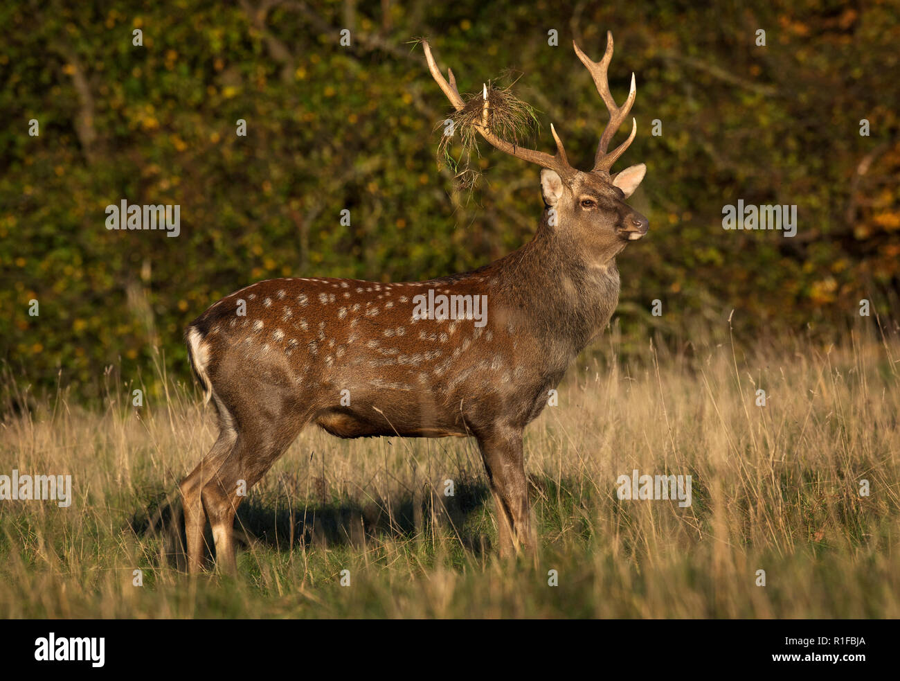 Weibliche Sika Hirsche, Cervus Nippon, mit Jugendlicher, Fountains Abbey, North Yorkshire, Großbritannien Stockfoto