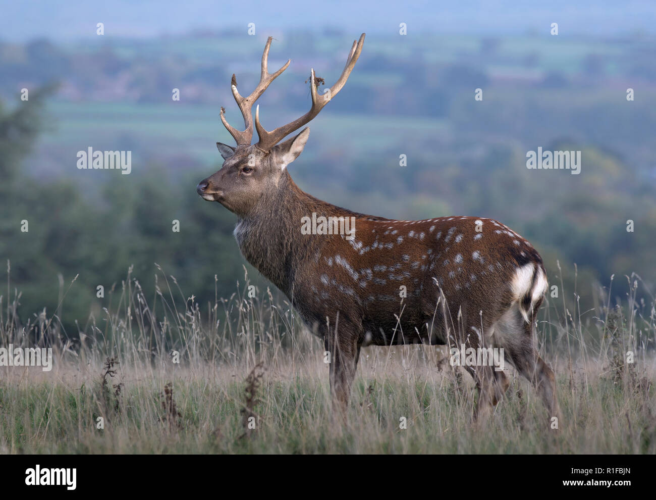 Sika Deer Hirsch, Cervus Nippon, Fountains Abbey, North Yorkshire, Großbritannien Stockfoto