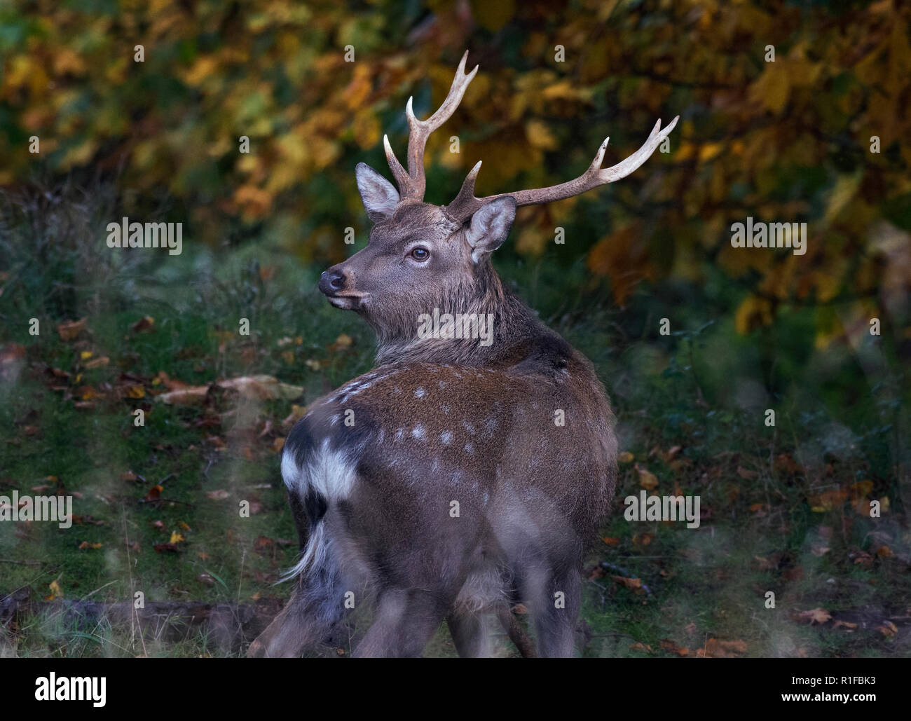Sika Deer Hirsch, Cervus Nippon, Fountains Abbey, North Yorkshire, Großbritannien Stockfoto