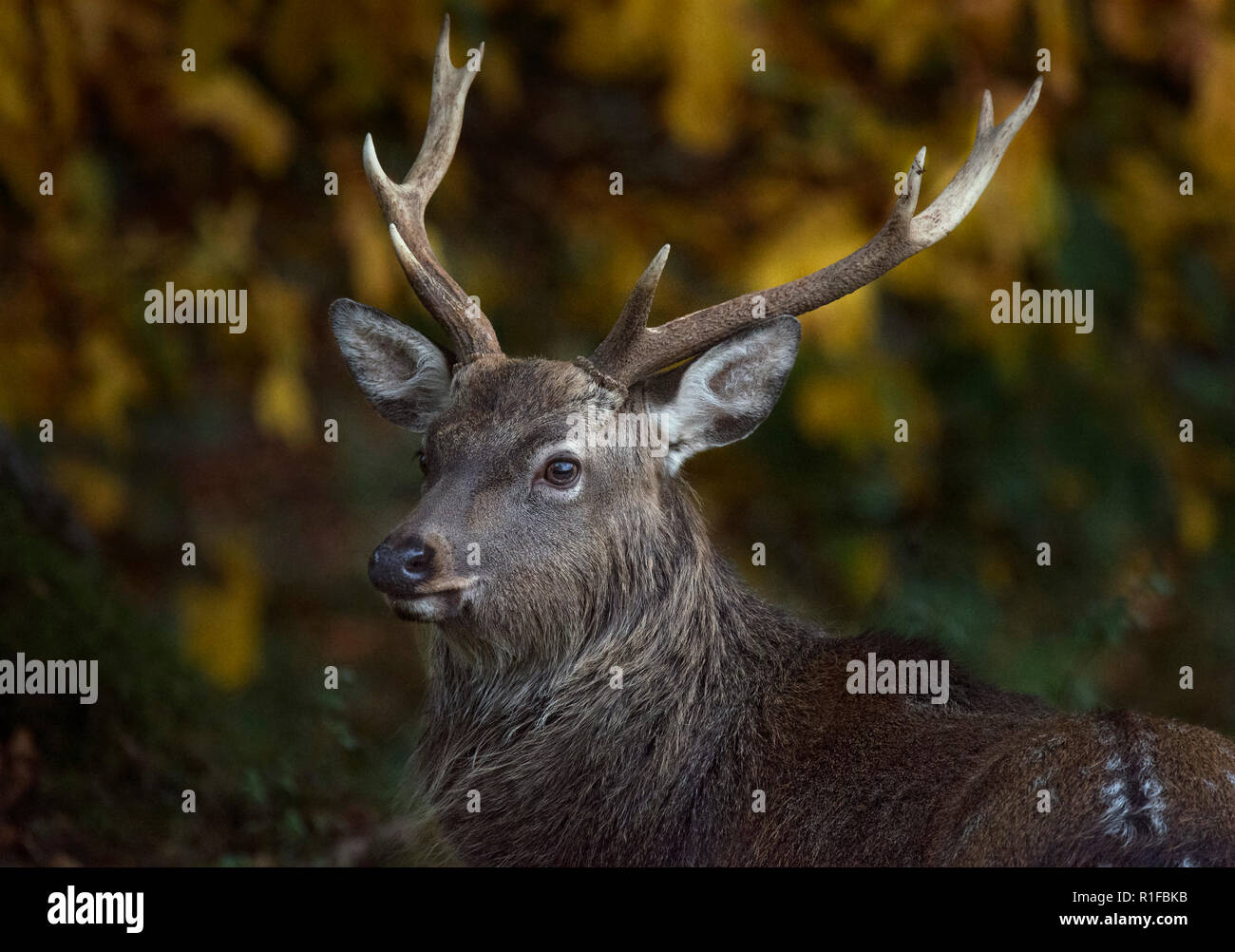 Sika Deer Hirsch, Cervus Nippon, Fountains Abbey, North Yorkshire, Großbritannien Stockfoto