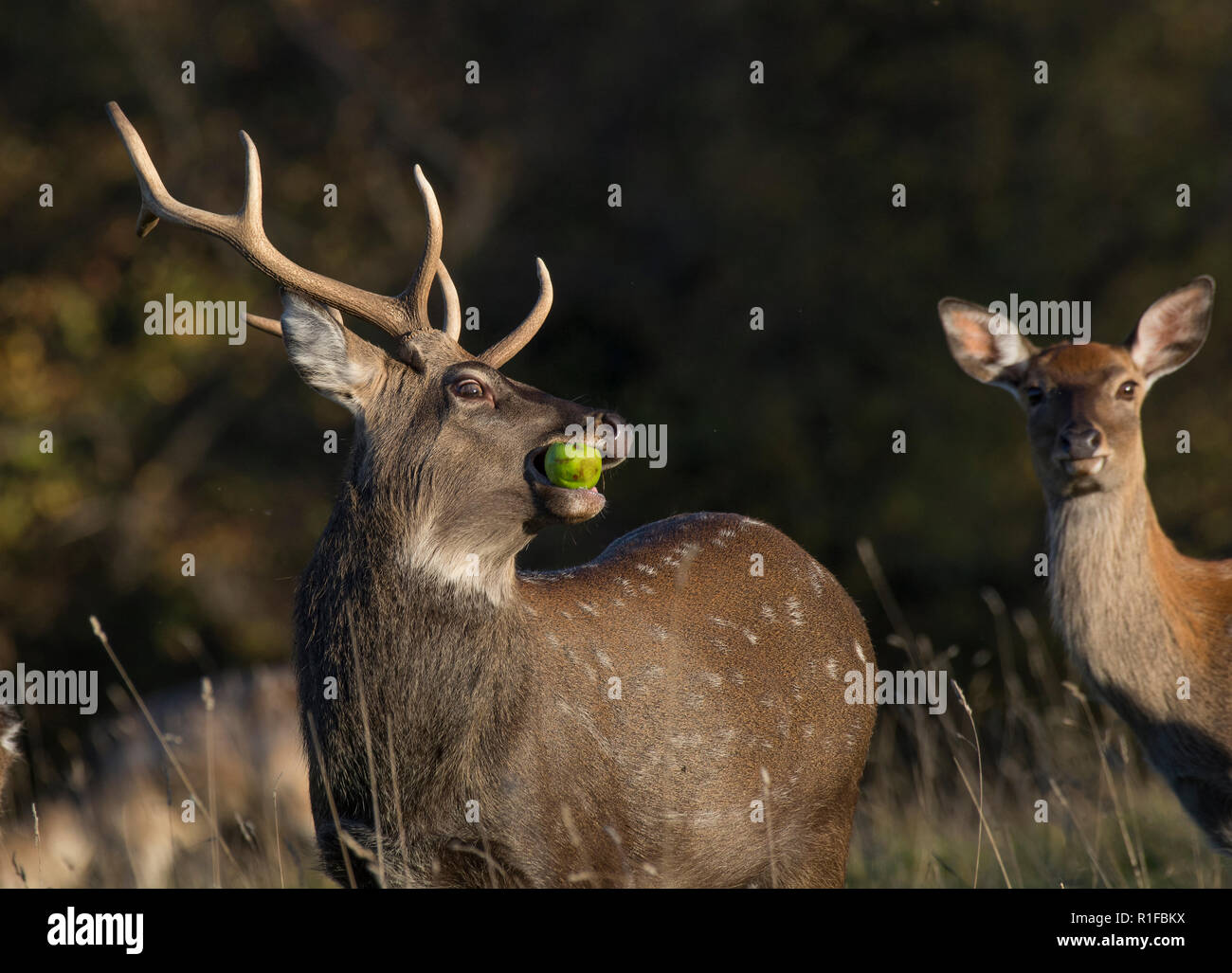 Sika Deer Hirsch, Cervus Nippon, Essen apple, Fountains Abbey, North Yorkshire, Großbritannien Stockfoto
