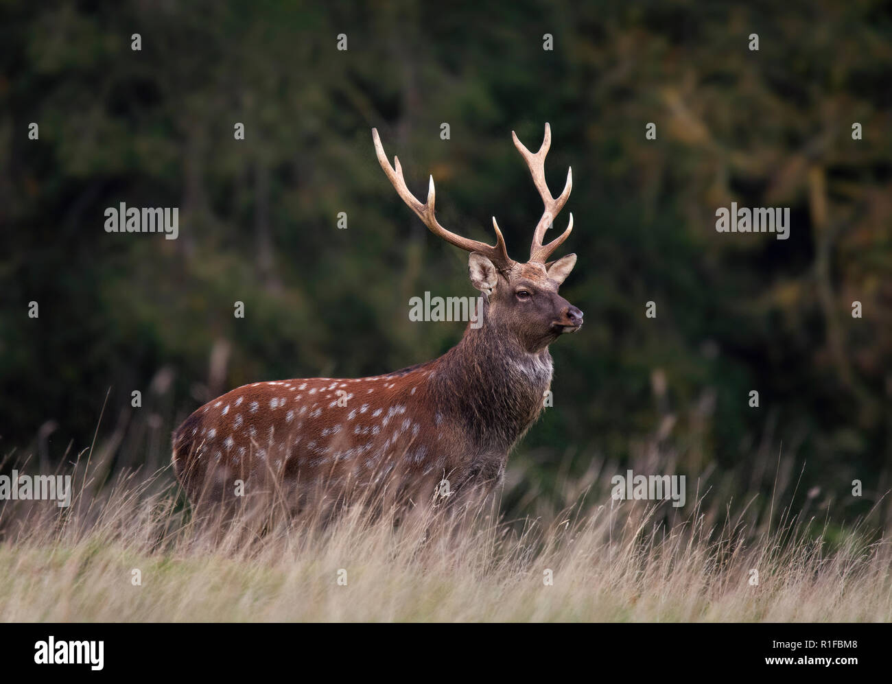 Sika Deer Hirsch, Cervus Nippon, Fountains Abbey, North Yorkshire, Großbritannien Stockfoto
