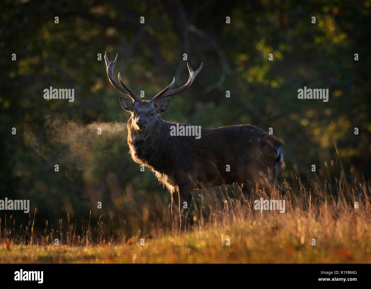 Sika Deer Hirsch, Cervus Nippon, in der Dämmerung, Fountains Abbey, North Yorkshire, Großbritannien Stockfoto