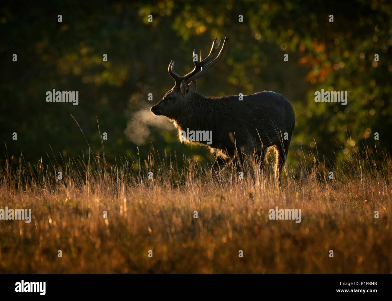 Sika Deer Hirsch, Cervus Nippon, in der Dämmerung, Fountains Abbey, North Yorkshire, Großbritannien Stockfoto