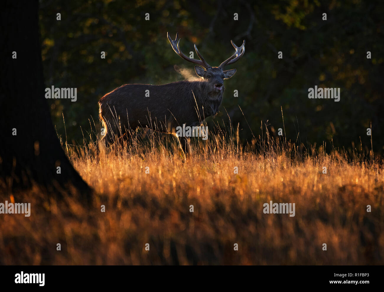 Sika Deer Hirsch, Cervus Nippon, in der Dämmerung, Fountains Abbey, North Yorkshire, Großbritannien Stockfoto