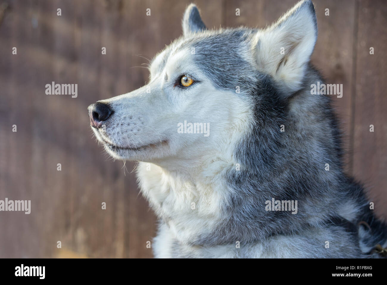 Portrait von sibirischen Husky in der Sonne. Stockfoto