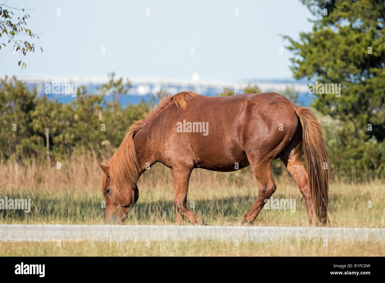 Wilde Ponys auf Assateague Island Stockfoto