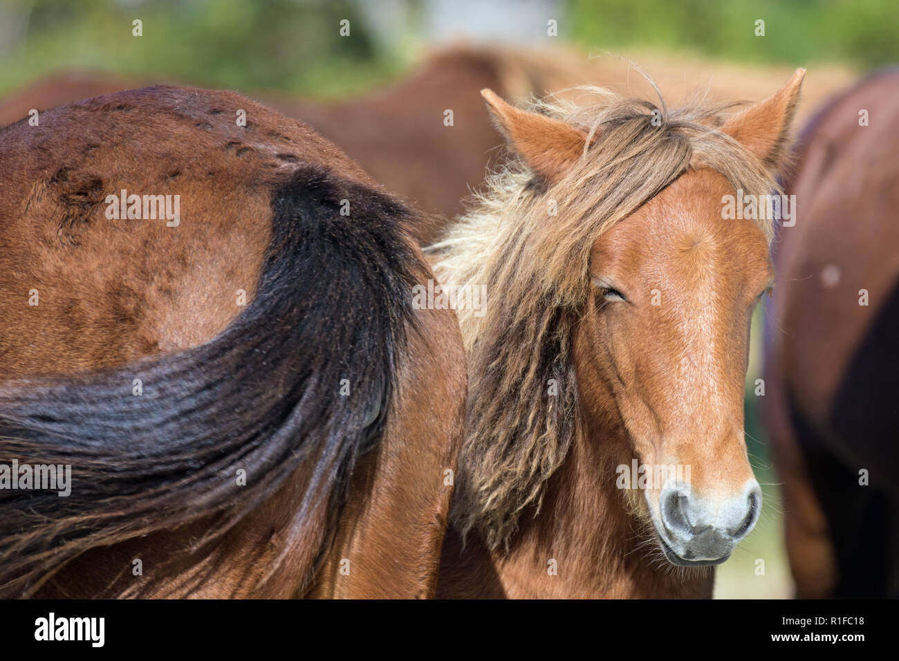 Wilde Ponys auf Assateague Island Stockfoto