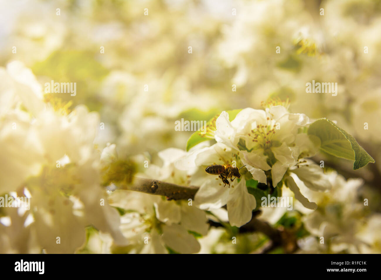 Eine Zweigniederlassung einer blühenden Apfelbaum mit einer Biene fliegt auf seine Blumen Stockfoto