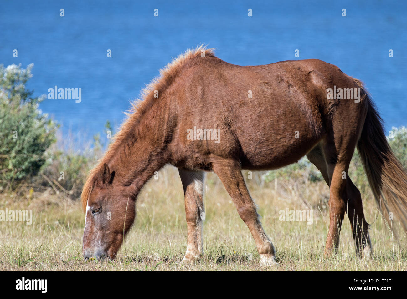 Wilde Ponys auf Assateague Island Stockfoto