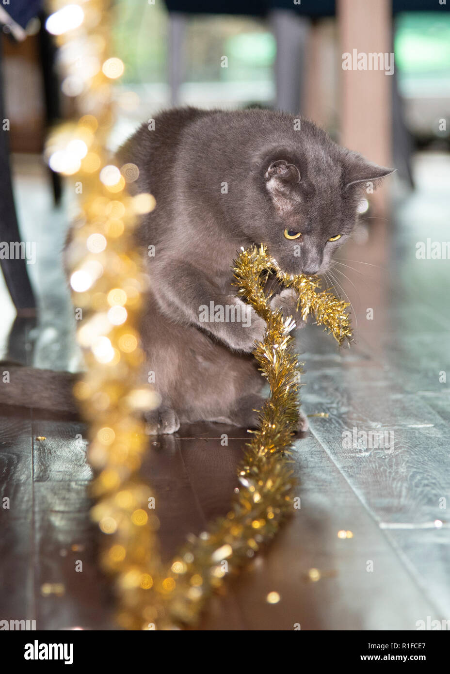 Russisch Blau Katze spielt mit unseren Weihnachtsschmuck! Stockfoto