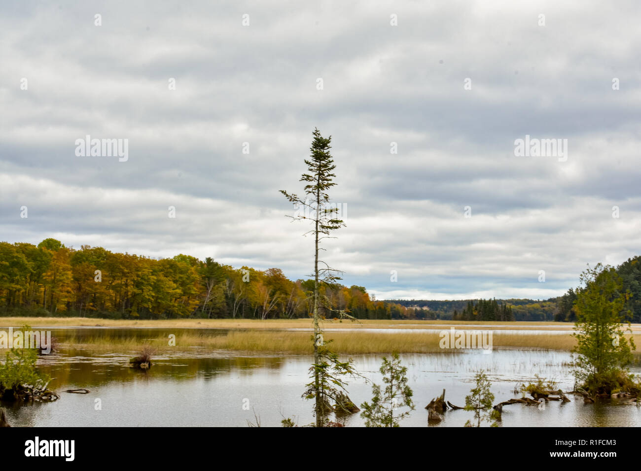 Lone Pine Tree in den Gewässern des Iargo Federn, in der Huron National Forest widerspiegelt. An einem schönen bewölkt Herbst Tag in Michigan. Stockfoto