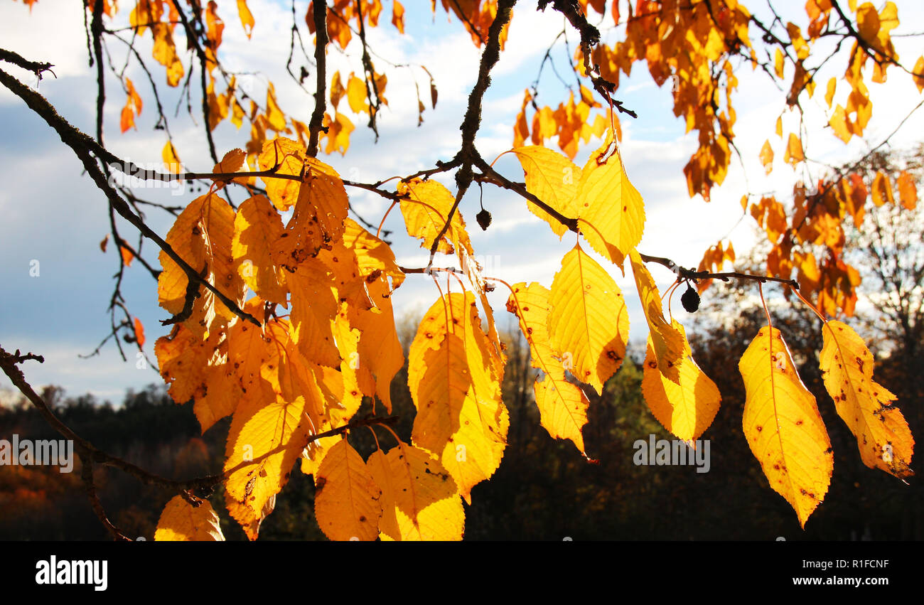 Schönen hellen Farben von Herbst Stockfoto