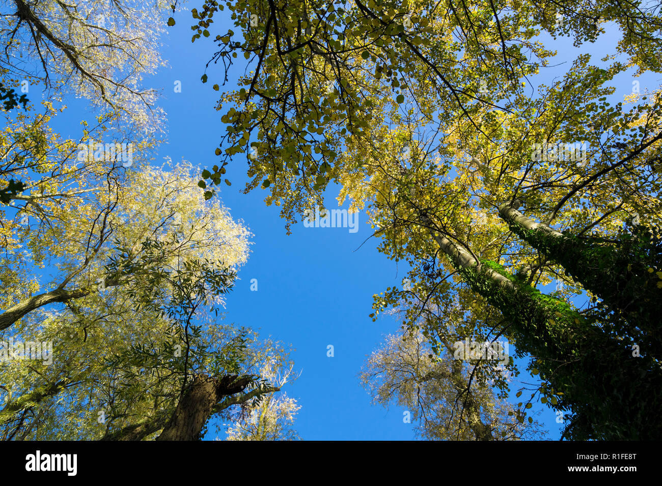 Baumkronen im Herbst Milton Park Cambridge UK 10/11/201 Stockfoto